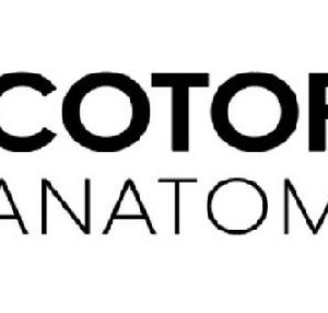 Cotofana Anatomy Online Anatomy Courses (Professor Cotofana Anatomy Review)