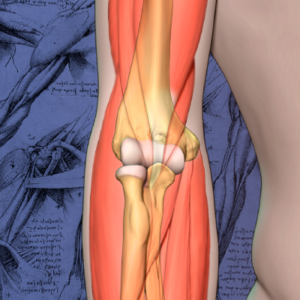 Mayo Clinic Teach the Teachers Elbow Course - Forging the Future 2020
